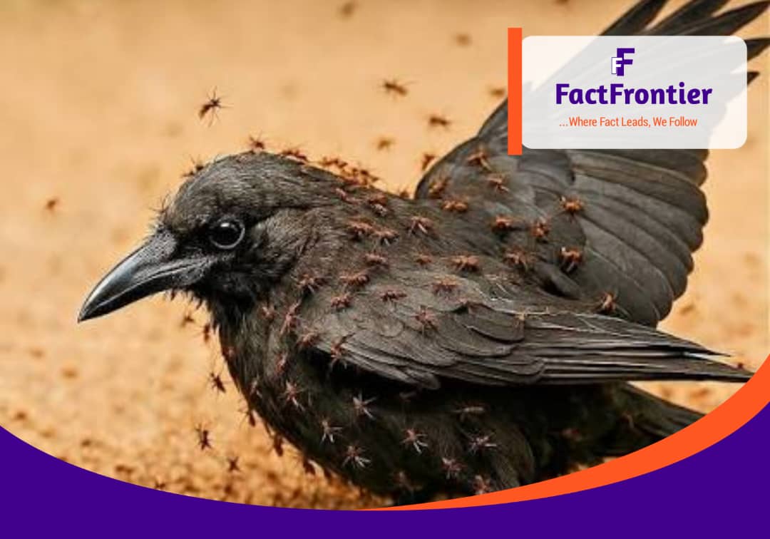 UNRAVELING THE MYSTERY OF BIRDS WHO USE ANTS AS MEDICINE