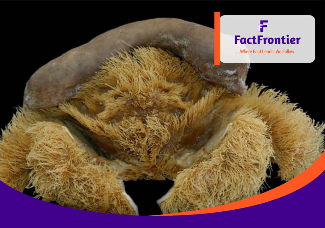 NEW SPECIES OF ANIMALS THAT ARE DISCOVERED ONLY IN 2025