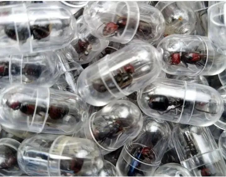 A CHINESE NATIONAL WAS ARRESTED IN KENYA FOR BIOPIRACY OF SMUGGLING QUEEN ANTS