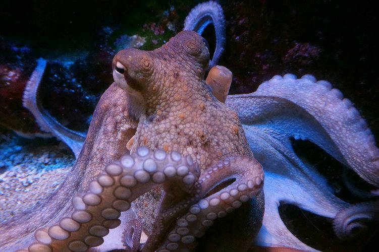 WHY FEMALE OCTOPUSES HURL SHELLS AND SILT AT MALES TO AVOID MATING?