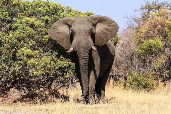 HOW A QUIET AFTERNOON TURNED DEADLY: THE MOMENT AN ELEPHANT ATTACKED INNAYIN COMMUNITY
