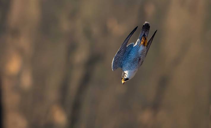 FEATHERED MISSILE: STUDY CONFIRMS PEREGRINE FALCON STRIKE PACKS HAMMER FORCE